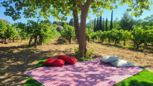 COZY_PICNIC_2.webp