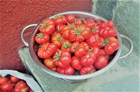 Santorini tomatos