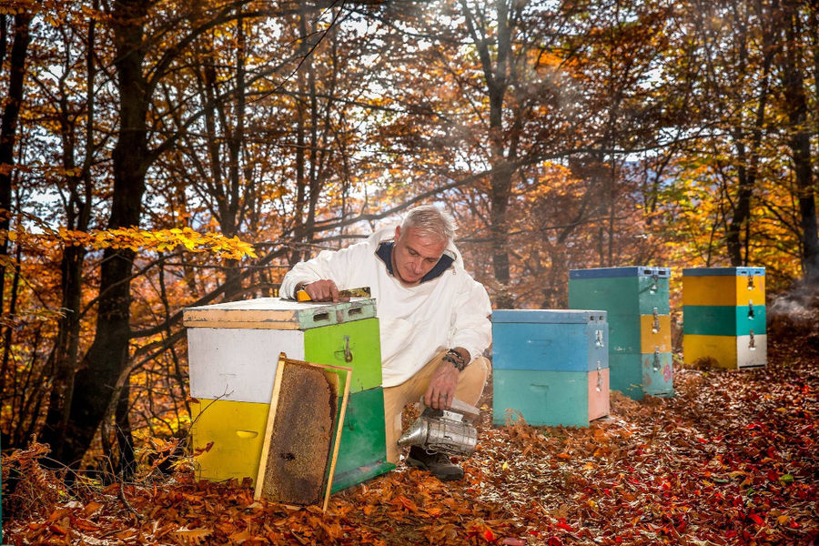 The Bear's Honey - Gastronomy Tours The Bear’s Honey