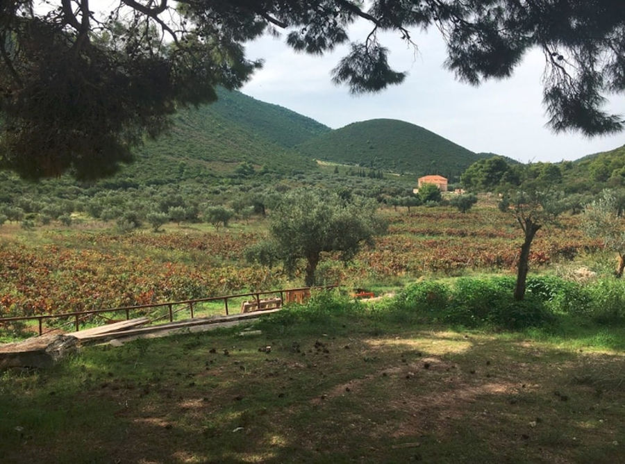 Olive Harvest at Goumas Estate – Art & Wine