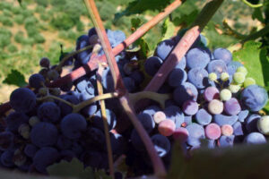 Grapes-394x263.jpg