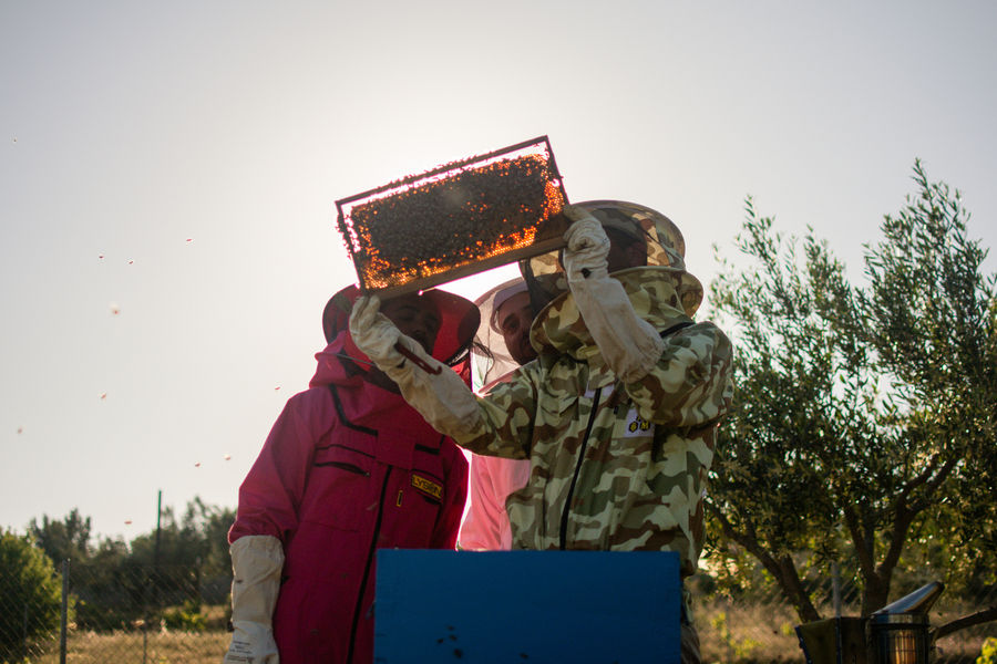 Bee Safari & Honey Tasting Experience in Agia Paraskevi, Attica