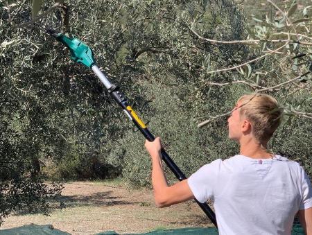 OLIVE HARVEST IN GREECE - Gastronomy Tours Harvest Peloponnese - Gastronomy Tours