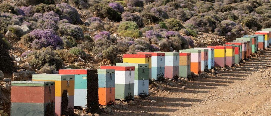 Cretan Honey & Beekeeping Experience at Minoan Bee - Gastronomy Tours Cretan Honey & Beekeeping Experience at Minoan Bee