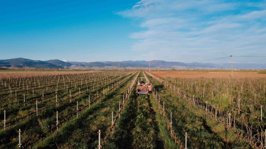 Vaios Ganis Organic Wines - Gastronomy Tours Vaios Ganis Organic Wines