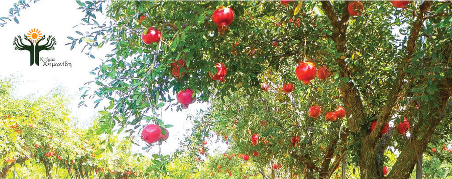 Ktima Cheimonidi - Gastronomy Tours Ktima Cheimonidi