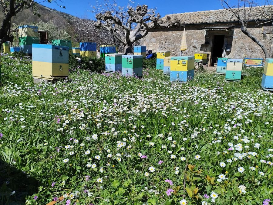 Syriotis Family Apiary Honey Tour & Tasting in Corfu - Gastronomy Tours Syriotis Family Apiary Honey Tour & Tasting in Corfu