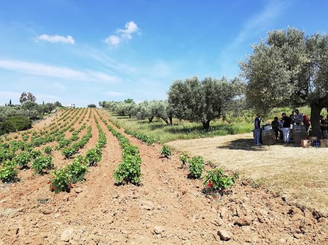 The Best Athens East Food Tours