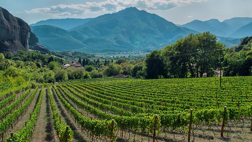 Nemea food tours - Gastronomy Tours Nemea wine tour