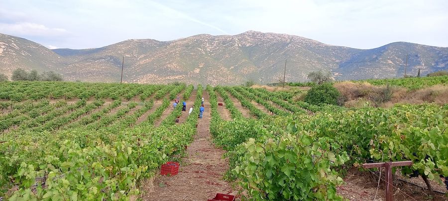 Dasaklis Organic Vineyards