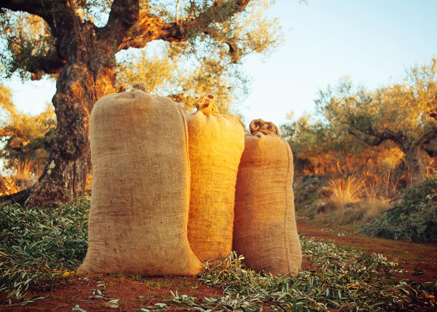 OLIVE HARVEST IN GREECE - Gastronomy Tours Olive Harvest in Central Greece - Gastronomy Tours