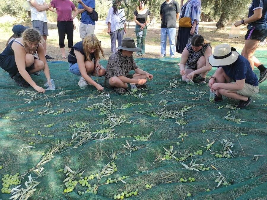 OLIVE HARVEST IN GREECE - Gastronomy Tours Olive Harvest in Crete - Gastronomy Tours