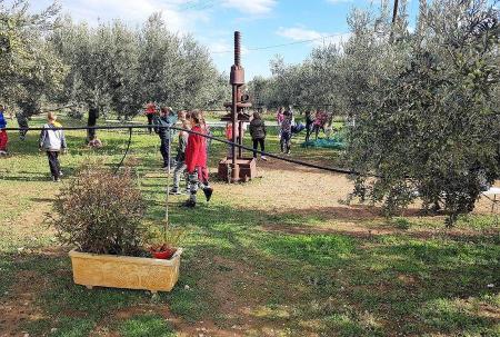 OLIVE HARVEST IN GREECE - Gastronomy Tours Olive Ionian - Gastronomy Tours