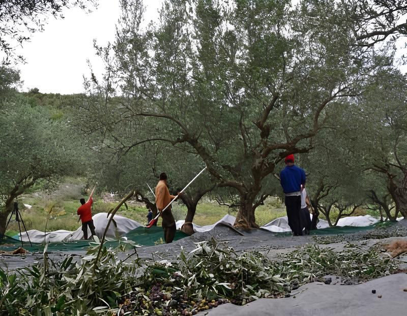 Trifilia Olive Oil - Gastronomy Tours Trifilia Olive Oil