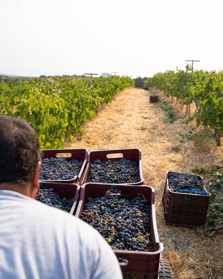 Grape Picking at Hatzinikolaou Winery - Gastronomy Tours Grape Picking at Hatzinikolaou Winery