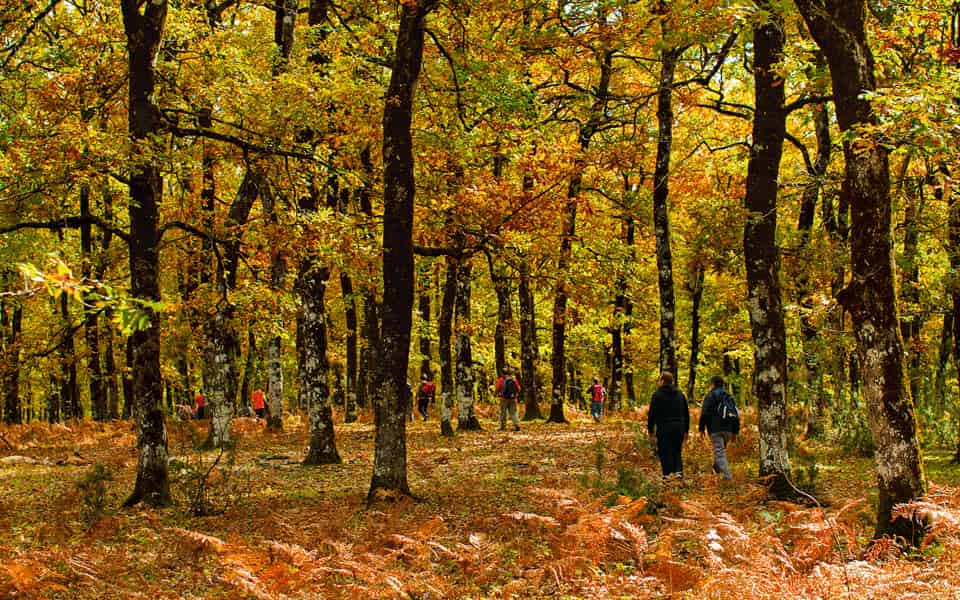 The Best Ilia or Elia food tours - Gastronomy Tours Ilia