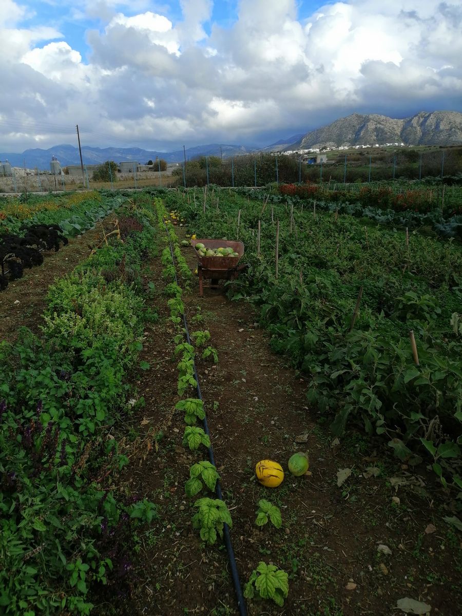 The Little Farm of Naxos