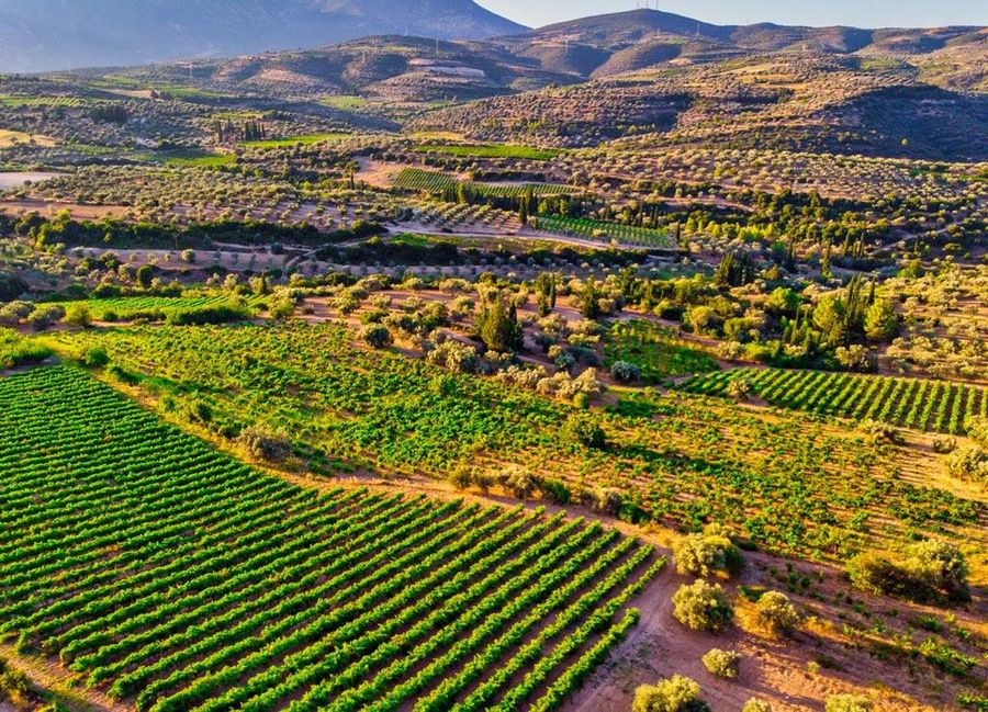 Papantonis Winery