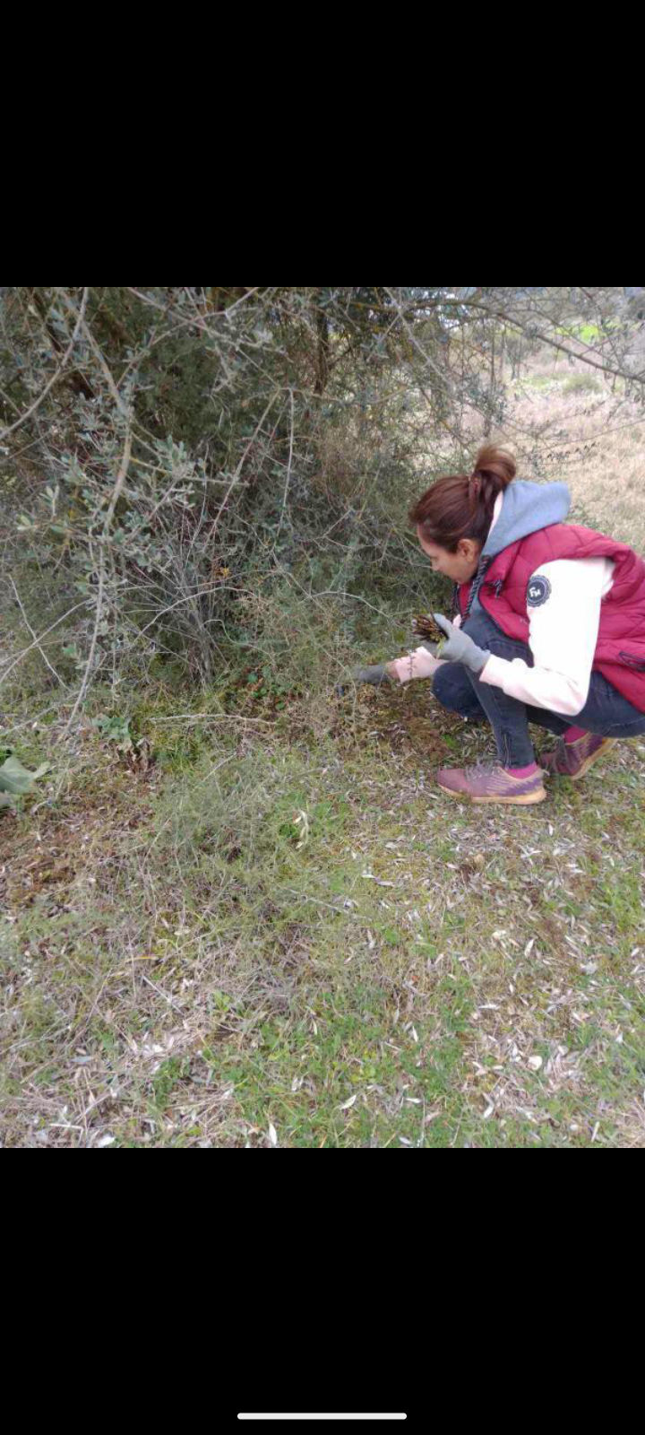 Harvesting Wild Asparagus at Ampelourgia Mpeka
