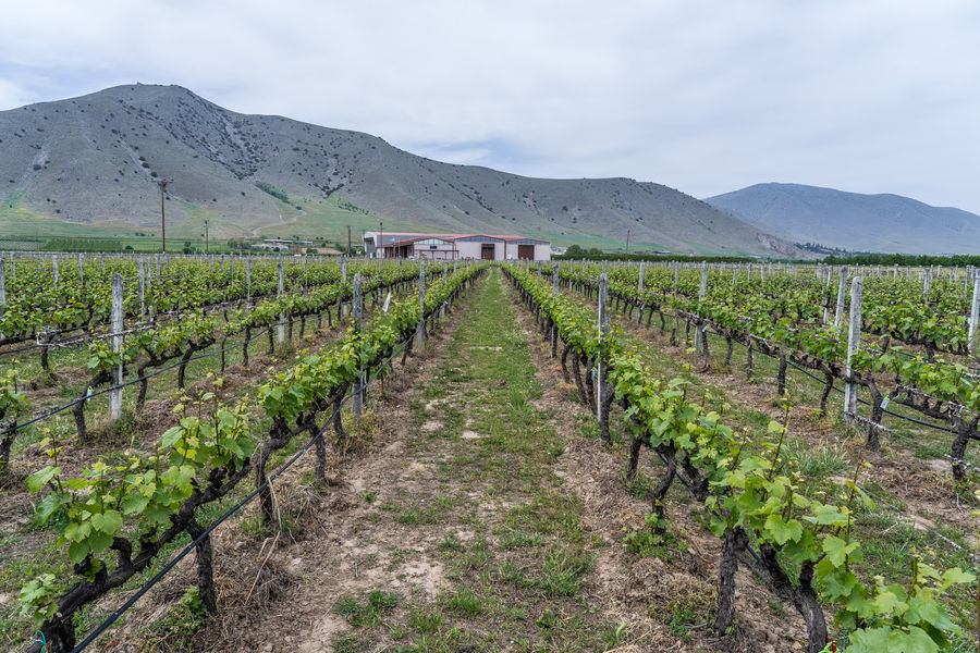Domaine Zafeirakis - Gastronomy Tours Domaine Zafeirakis