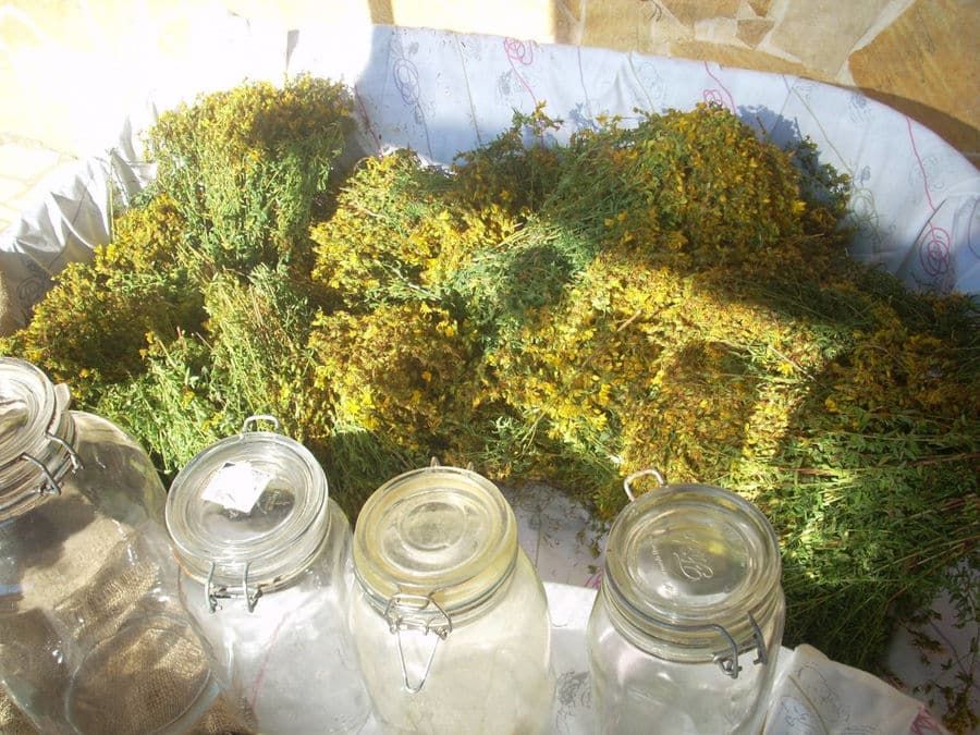 Xotaris Farm - Herbs and almonds - Gastronomy Tours Xotaris Farm – Herbs and almonds