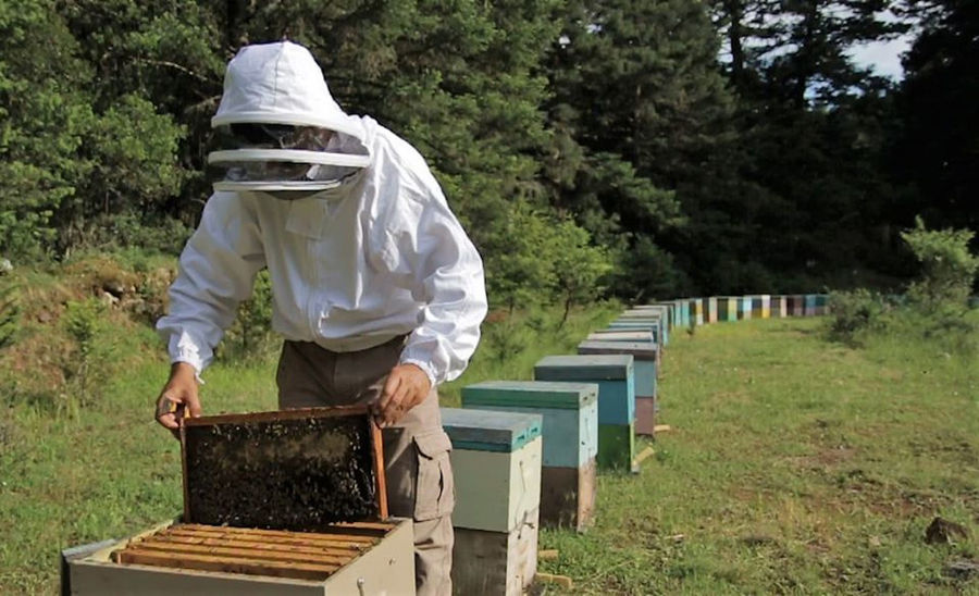 Beekeeper for a Day: The Hive Experience at Axion Esti Apiculture Museum