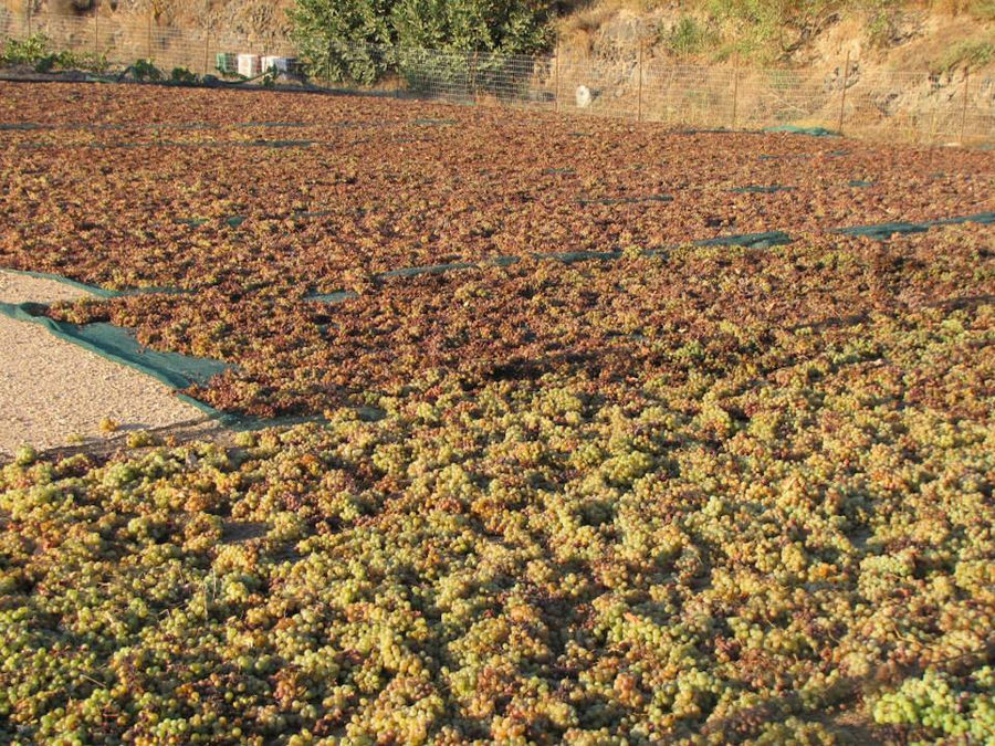 Grape Stomping at Koutsogiannopoulos (Volcan Wines)
