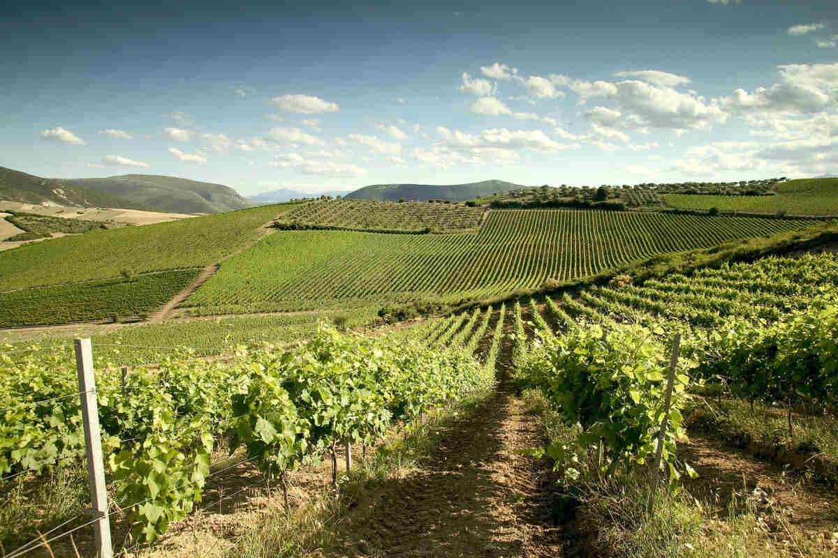 Best Greek Wine Tours - Gastronomy Tours Best Greek Wine Tours