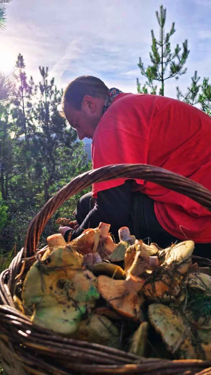 Wild Mushroom & Truffle Hunting Experience in Grevena - Gastronomy Tours Wild Mushroom & Truffle Hunting Experience in Grevena