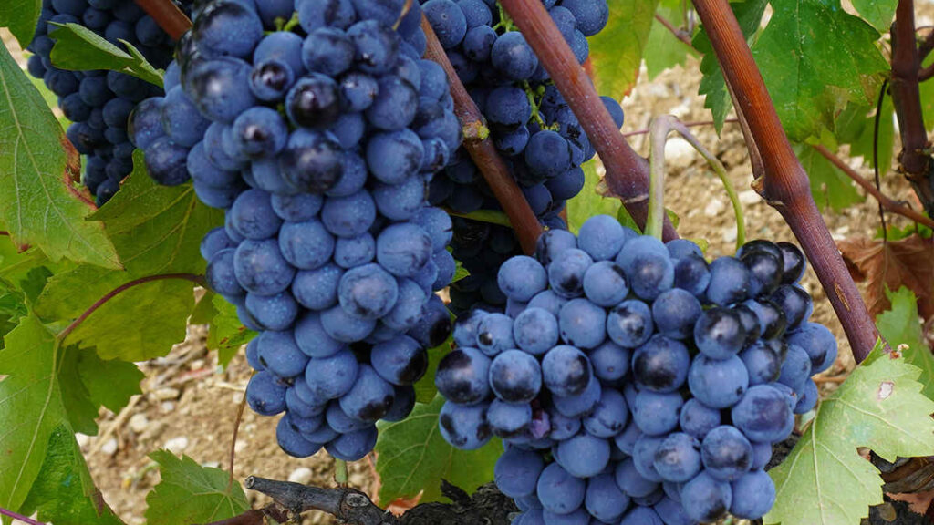 Nemea food tours - Gastronomy Tours Nemea