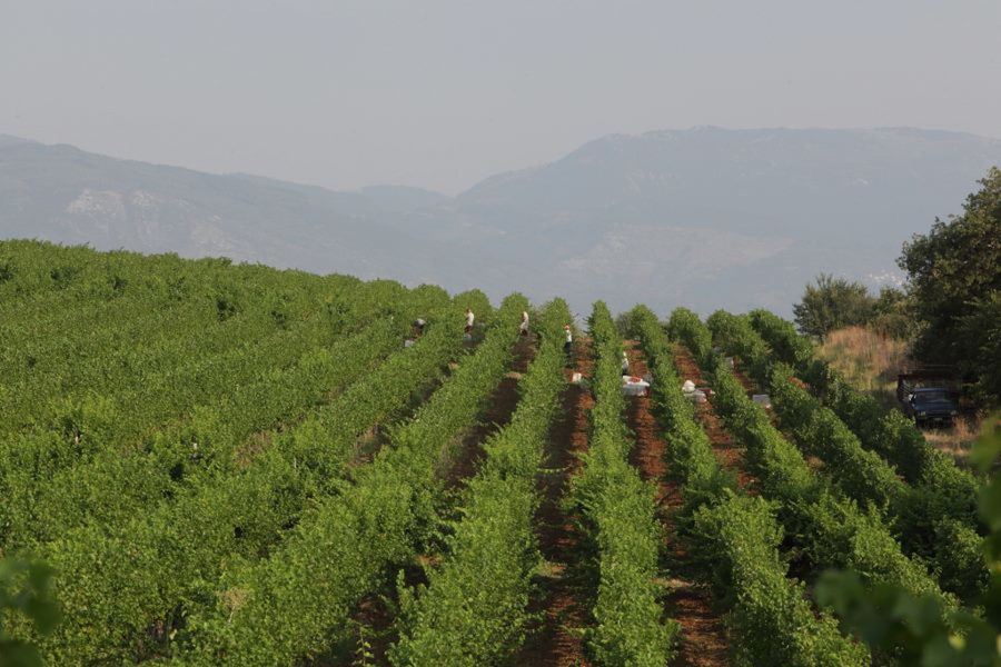 Aidarini Winery - Guided Tour & Wine Tasting in Goumenissa - Gastronomy Tours Aidarini Winery – Guided Tour & Wine Tasting in Goumenissa