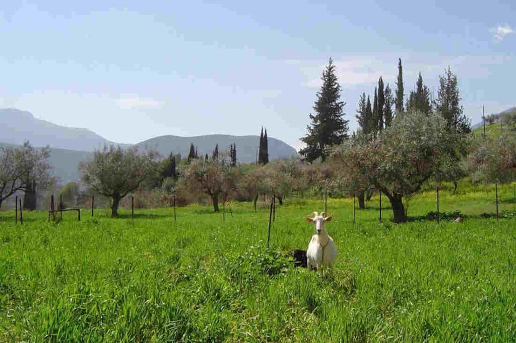 Three days in Arcadia with George, our Gastronomic Correspondent from " Taste Local Greece". - Gastronomy Tours aidonia 3 orig 1 - Gastronomy Tours