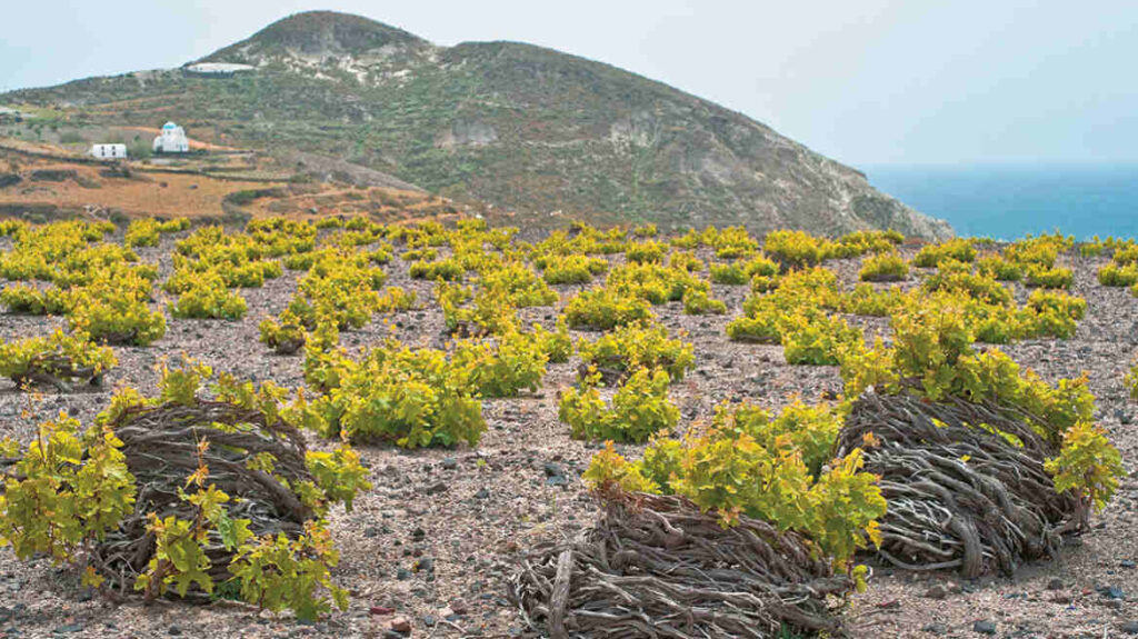 Santorini Vineyards: Greece’s Most Unique Wine Region - Gastronomy Tours Santorini Vineyards