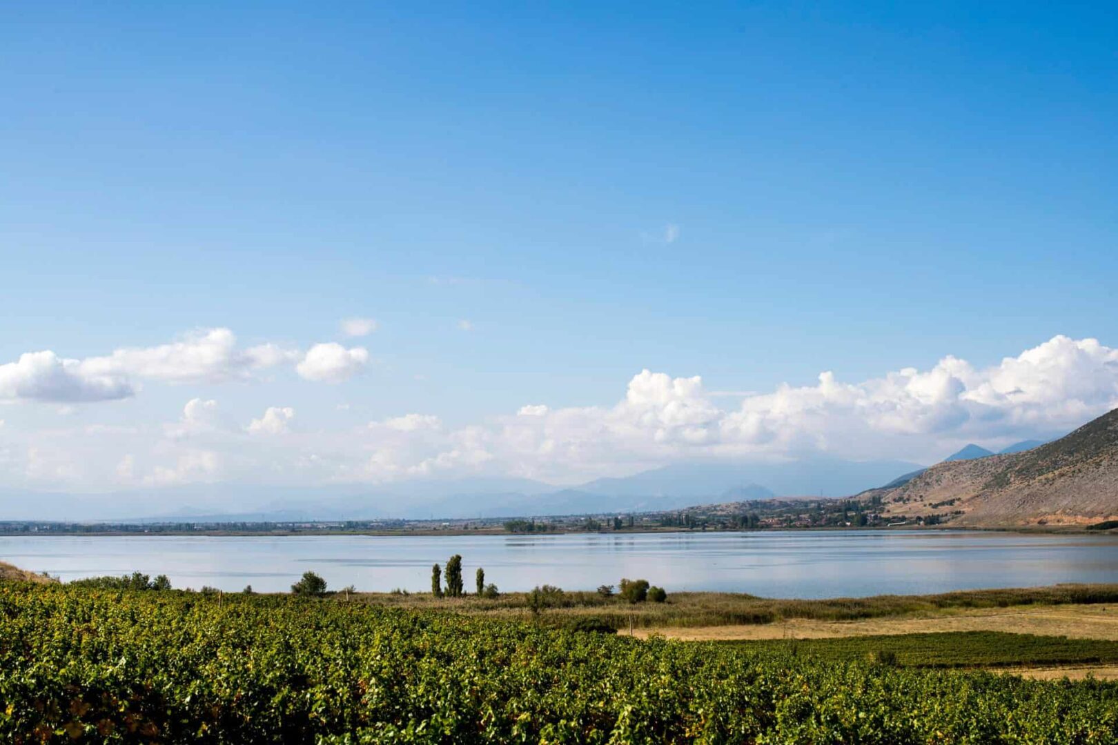 The Best Amyntaio food tours - Gastronomy Tours Amyntaio