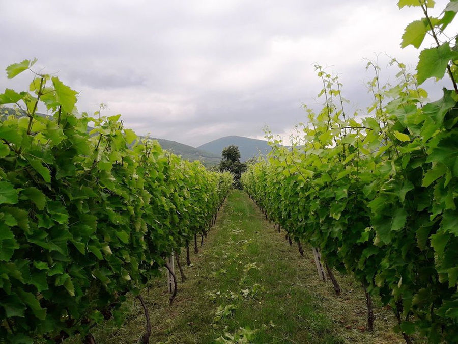 Argatia Winery – Tour & Wine Tasting in Naoussa, Greece