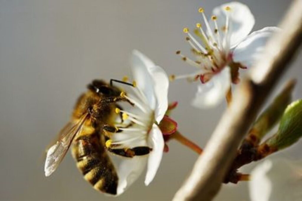 From Nectar to Honey - Gastronomy Tours bee e0 Copy - Gastronomy Tours