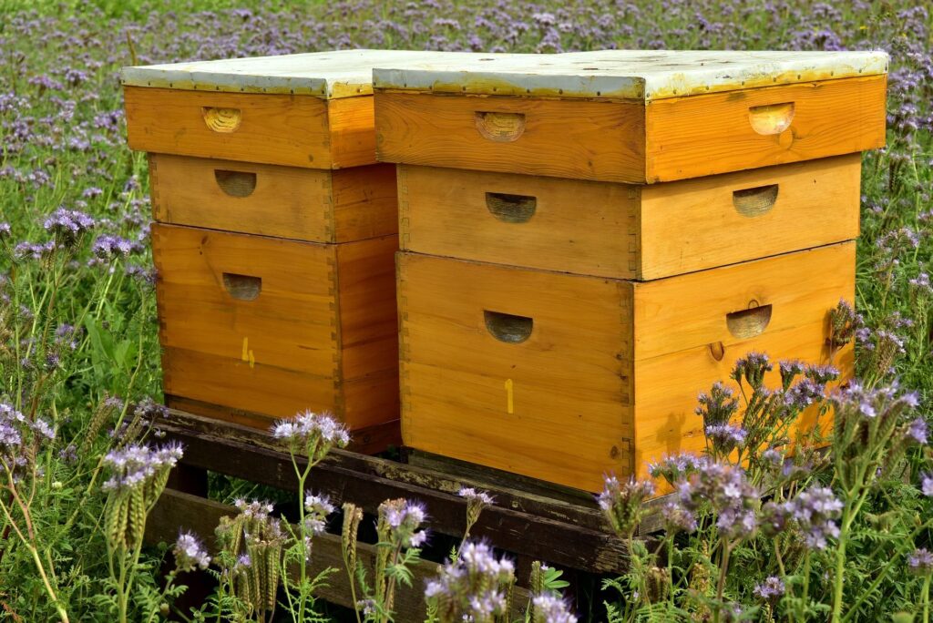 From Nectar to Honey - Gastronomy Tours beehive 31920 Copy - Gastronomy Tours