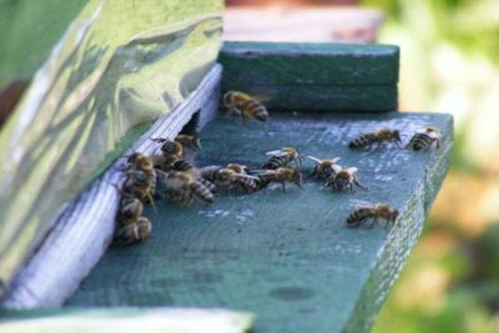 From Nectar to Honey - Gastronomy Tours bees 2 Copy - Gastronomy Tours