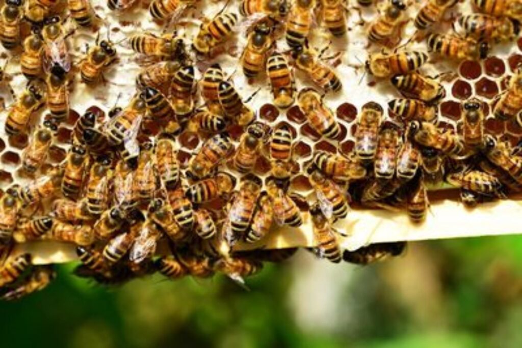From Nectar to Honey - Gastronomy Tours bees Copy - Gastronomy Tours