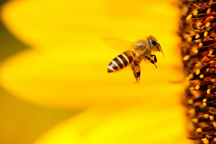 Researchers have found bees can be conditioned to pollinate specific plants through scent-based memory techniques. - Gastronomy Tours a bee flying in the air