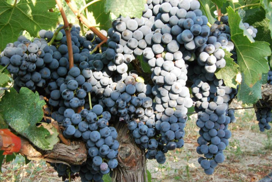 Belidis Vineyards - Gastronomy Tours Belidis Vineyards