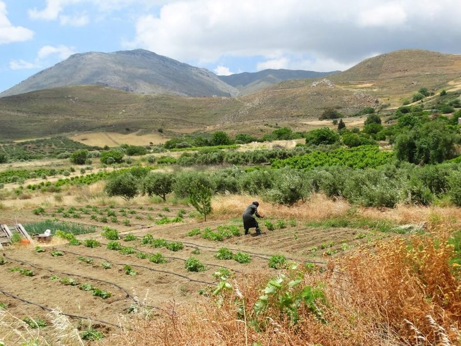 Melitakes, Cretan Cuisine at a self-sufficient farm - Gastronomy Tours Melitakes, Cretan Cuisine at a self-sufficient farm