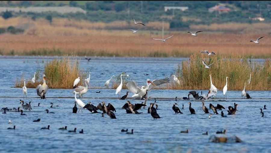 Bird Watching at Bottarga Stefos - Gastronomy Tours Bird Watching at Bottarga Stefos