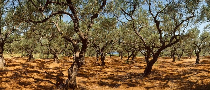Olive and Olive Oil Tours in the Peloponnese - Gastronomy Tours Olive and Olive Oil Tours in the Peloponnese