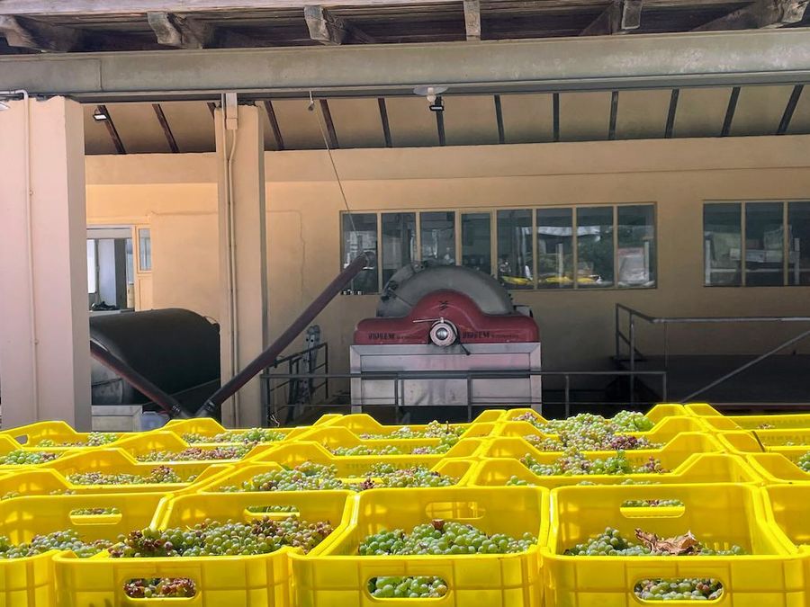 close-up of crates of grapes at Papagiannis Winery premises in the background - Gastronomy Tours.jpg