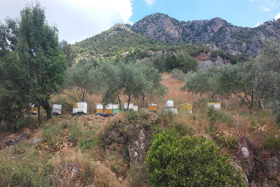 Corfu Beekeeping Vasilakis - Gastronomy Tours Corfu Beekeeping Vasilakis