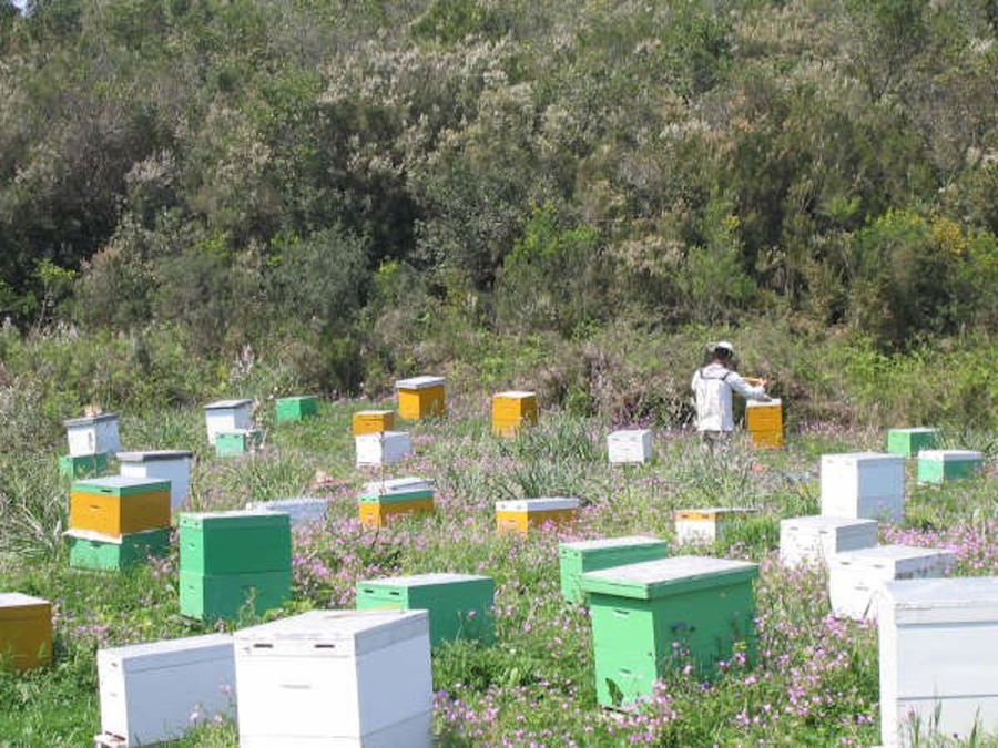 Corfu Beekeeping Vasilakis Premium Tour - Gastronomy Tours Corfu Beekeeping Vasilakis Premium Tour