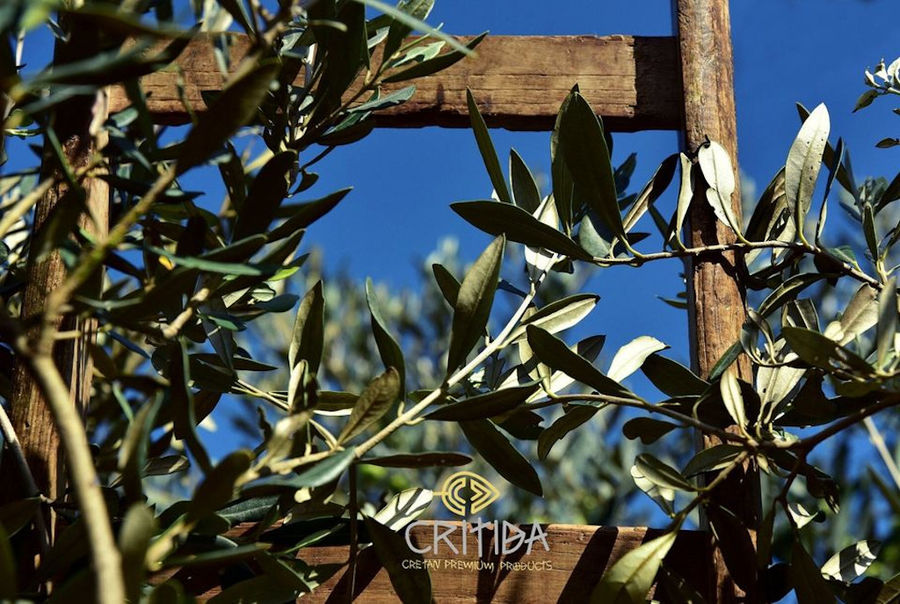 Critida olive oil - Gastronomy Tours Critida olive oil