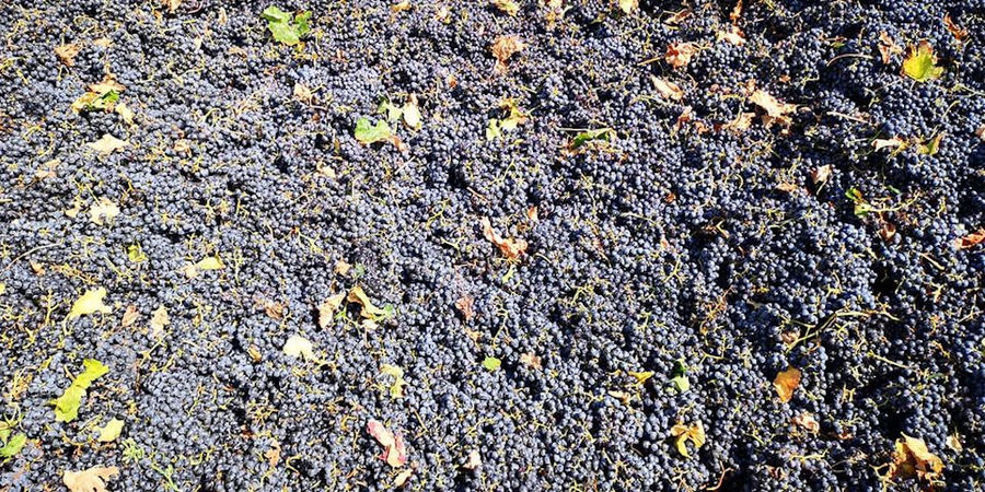 Grape Harvest at Dionysia Kelaria