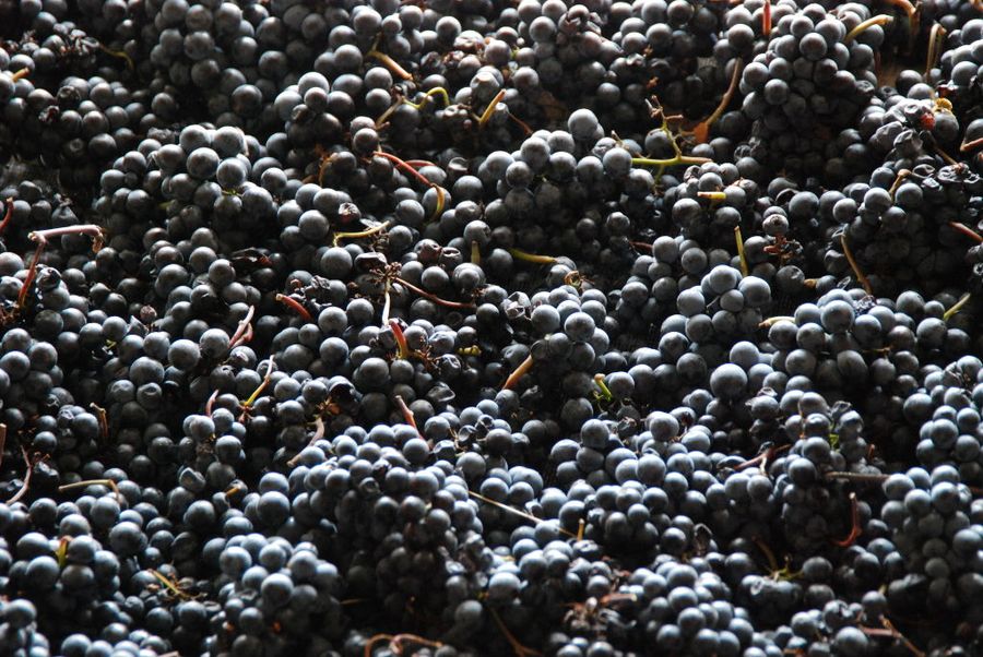 Grape Harvest at Dio Fili